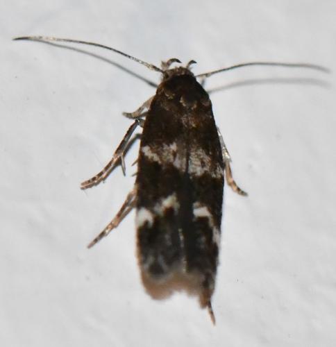Réf. 296 907 : Mompha sp.